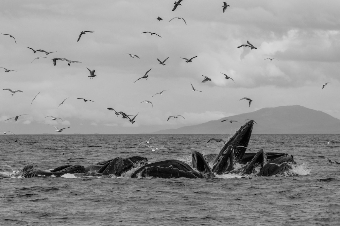 bubble net feeding black and white
