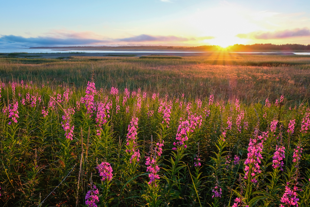 Glacier Bay Fireweed Sunset