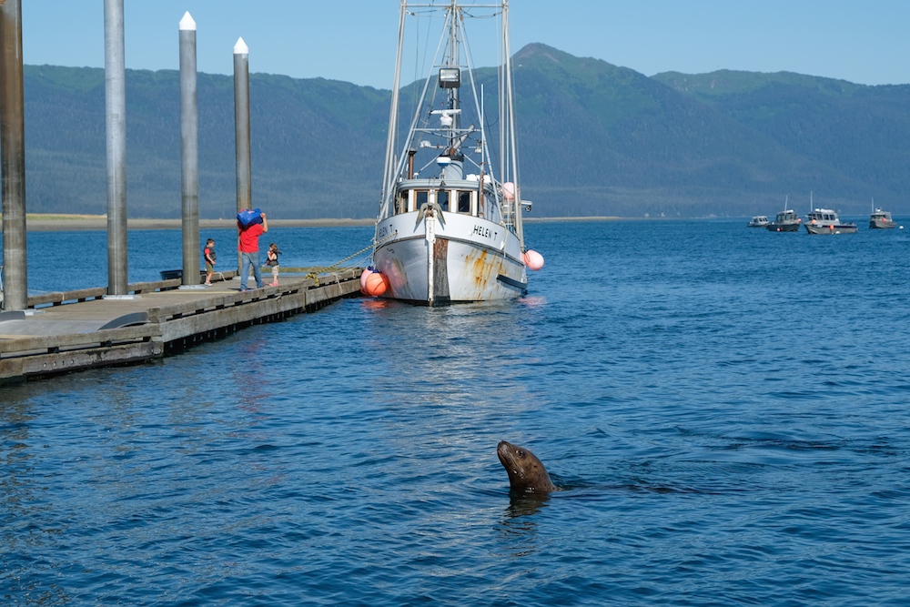 Gustavus Alaska Sea Lion