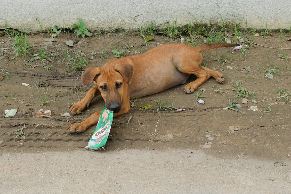 Sri Lanka street dog