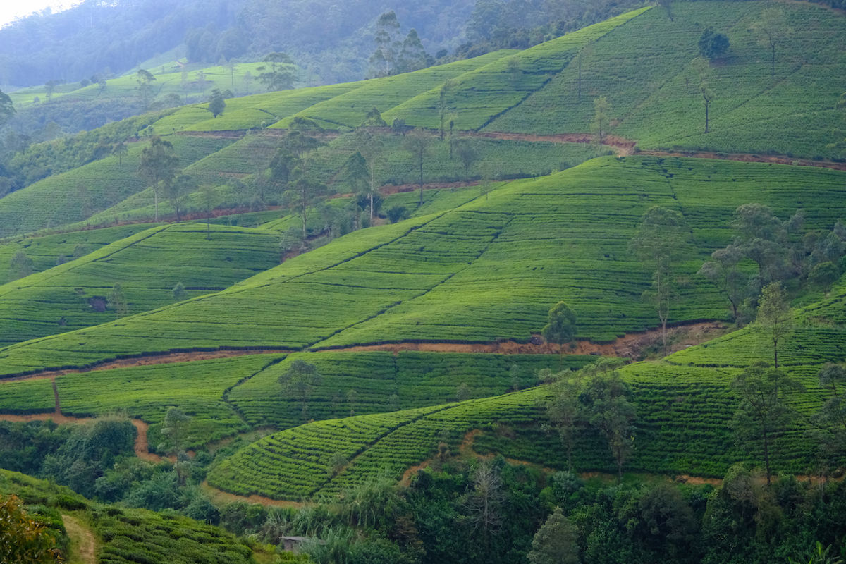 Sri Lanka tea