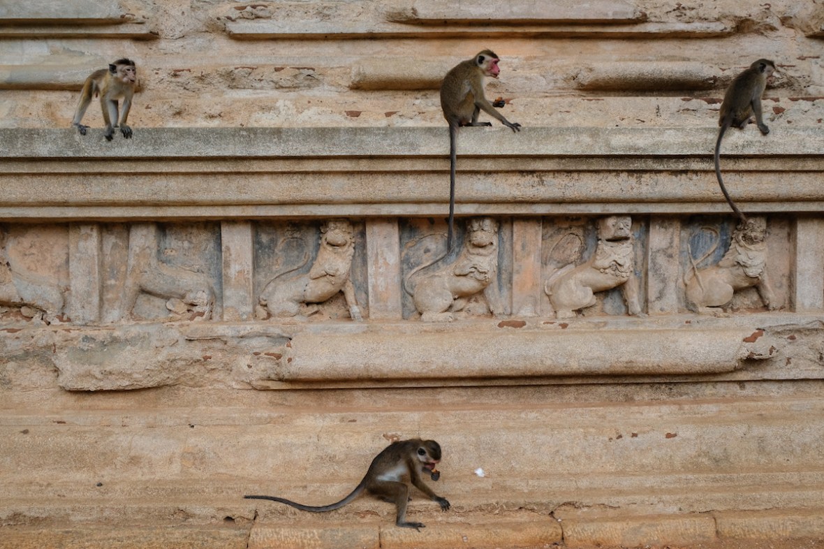 Monkey at temple