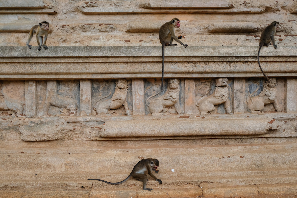 Monkey at temple
