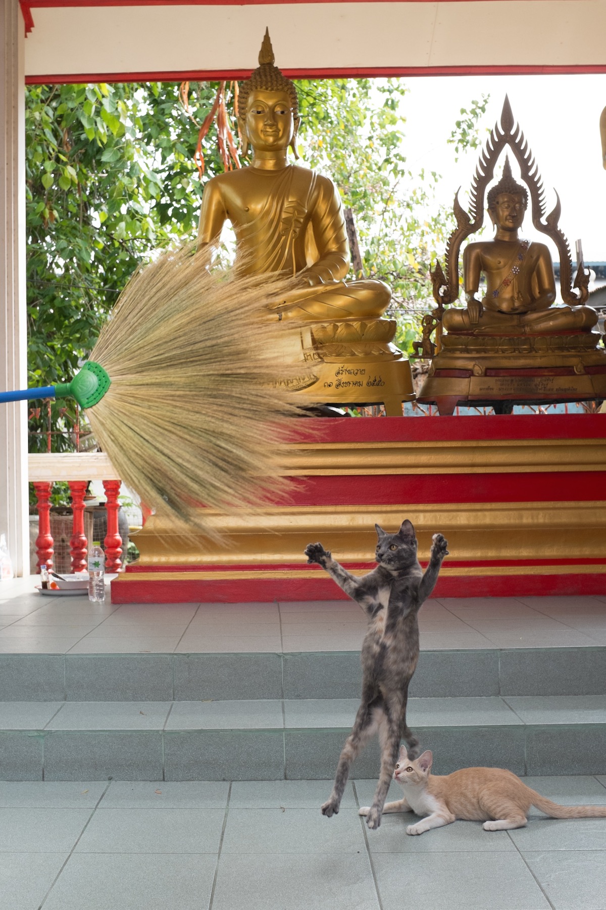 Bangkok cats in temple