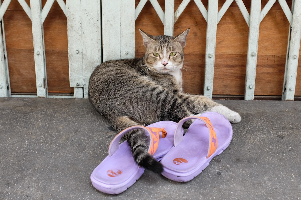 Cat in Bangkok