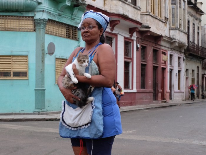 Cat in Havana