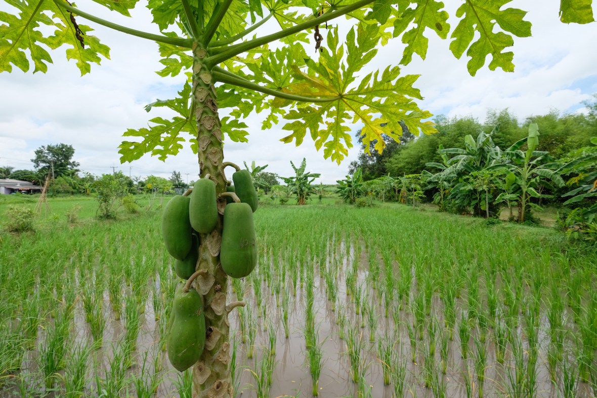Sustainable Farm Thailand