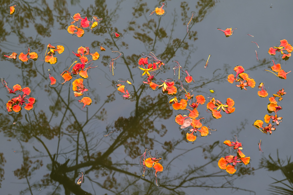 Flame Tree Reflection