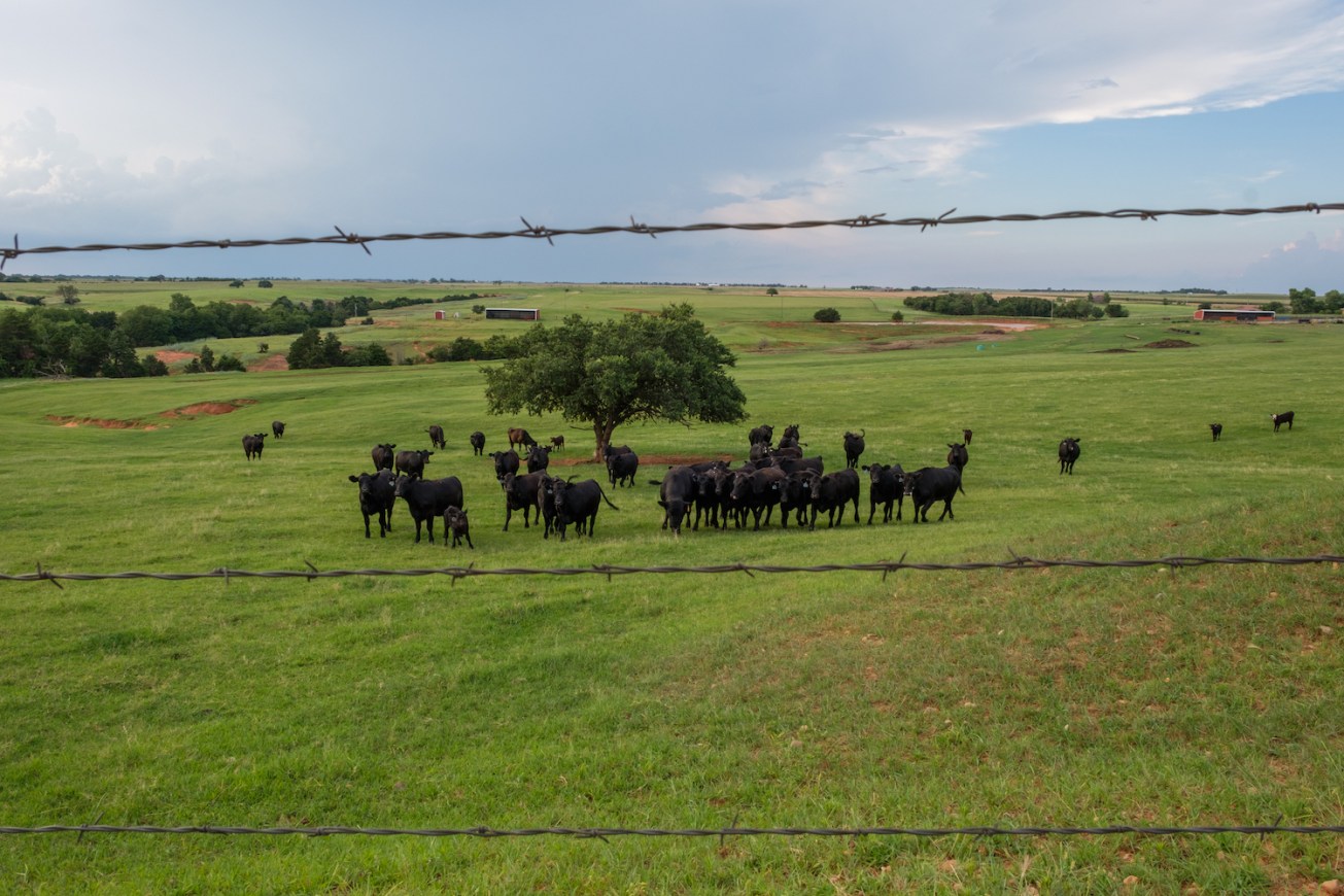 Beef. Its what's for dinner. 