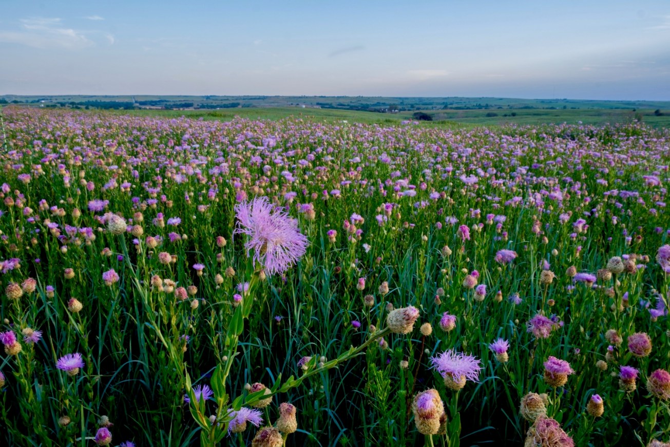 Wildflowers Oklahoma